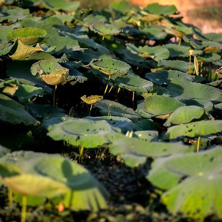 Daroth Angkor Boutique Hotel Siem Reap Luaran gambar